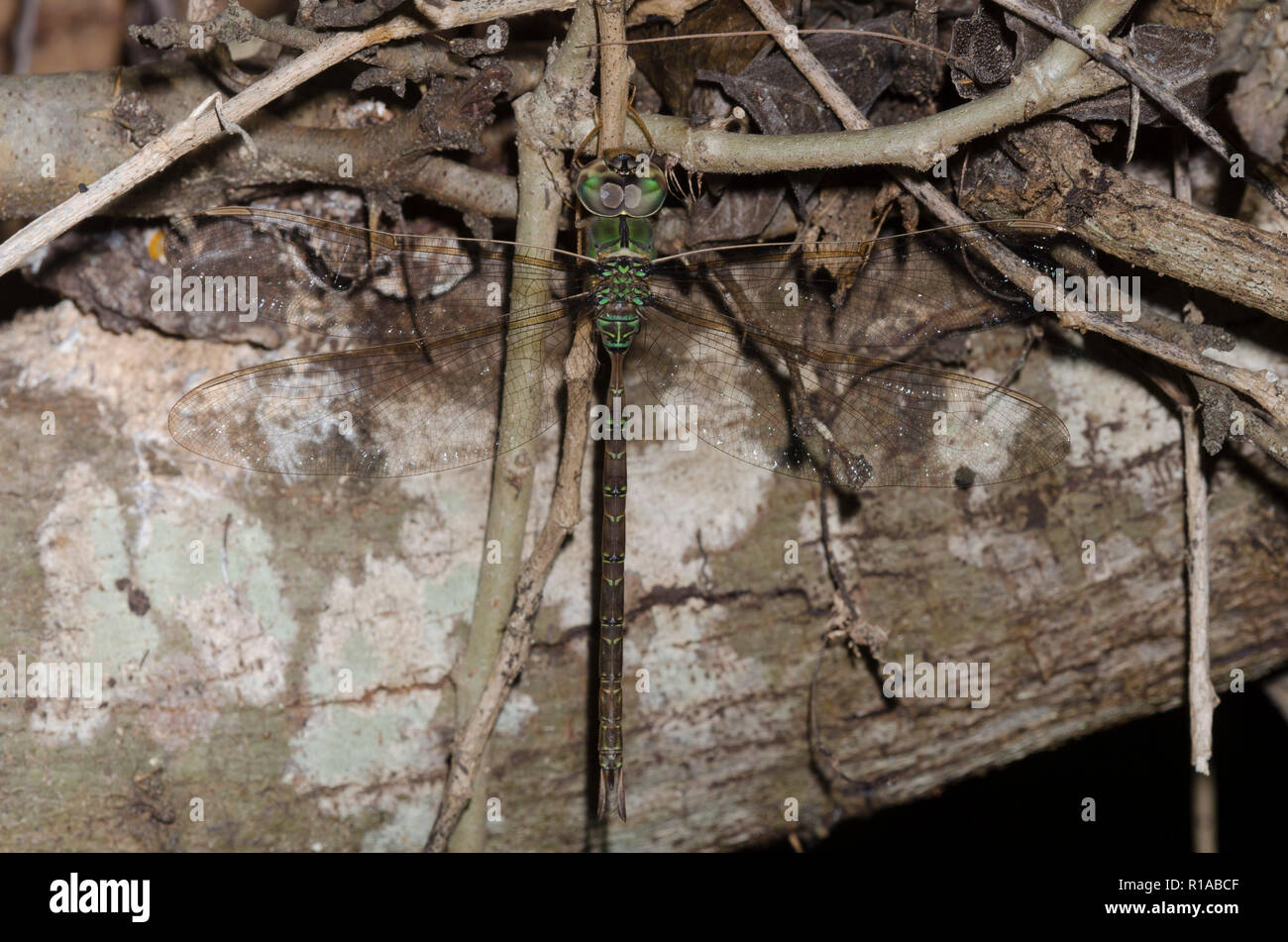 Bar-sided Darner, Gynacantha mexicana Stock Photo