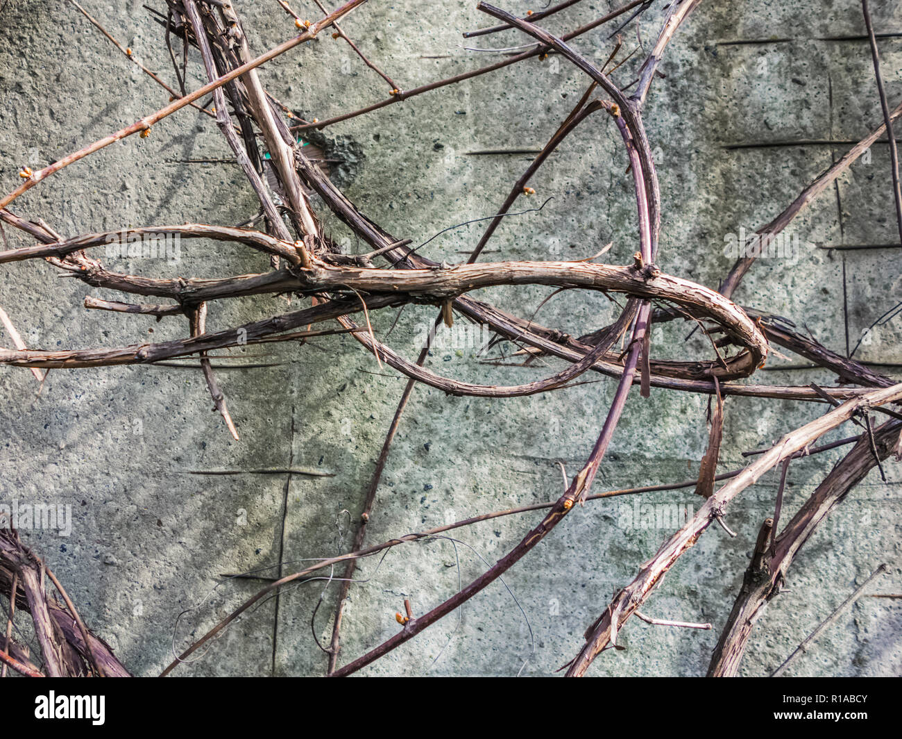 Dry branches grapevine on the background wall Stock Photo