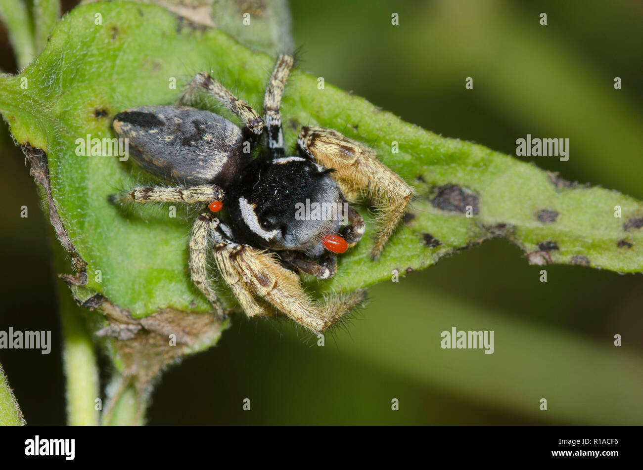 Jumping Spider, Phidippus arizonensis, with attached mites Stock Photo