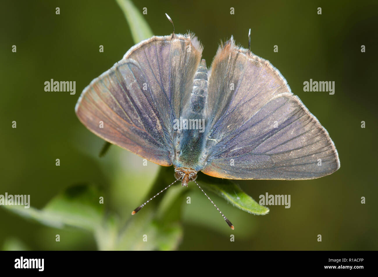 Silver-banded Hairstreak, Chlorostrymon simaethis, male Stock Photo