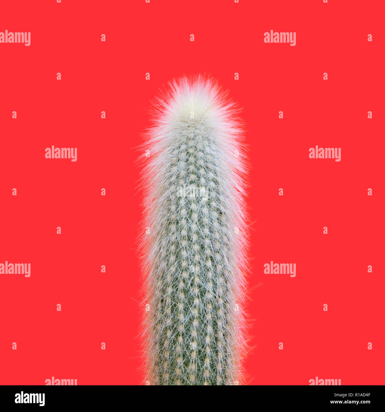 A silver torch cactus (Cleistocactus strausii) Stock Photo