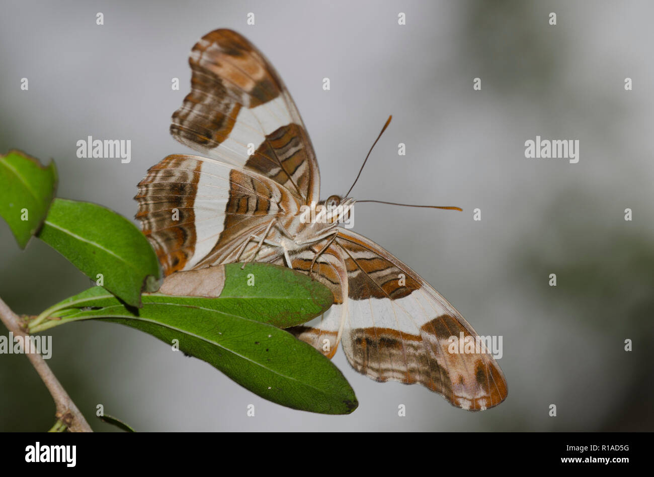Band-celled Sister, Adelpha fessonia Stock Photo