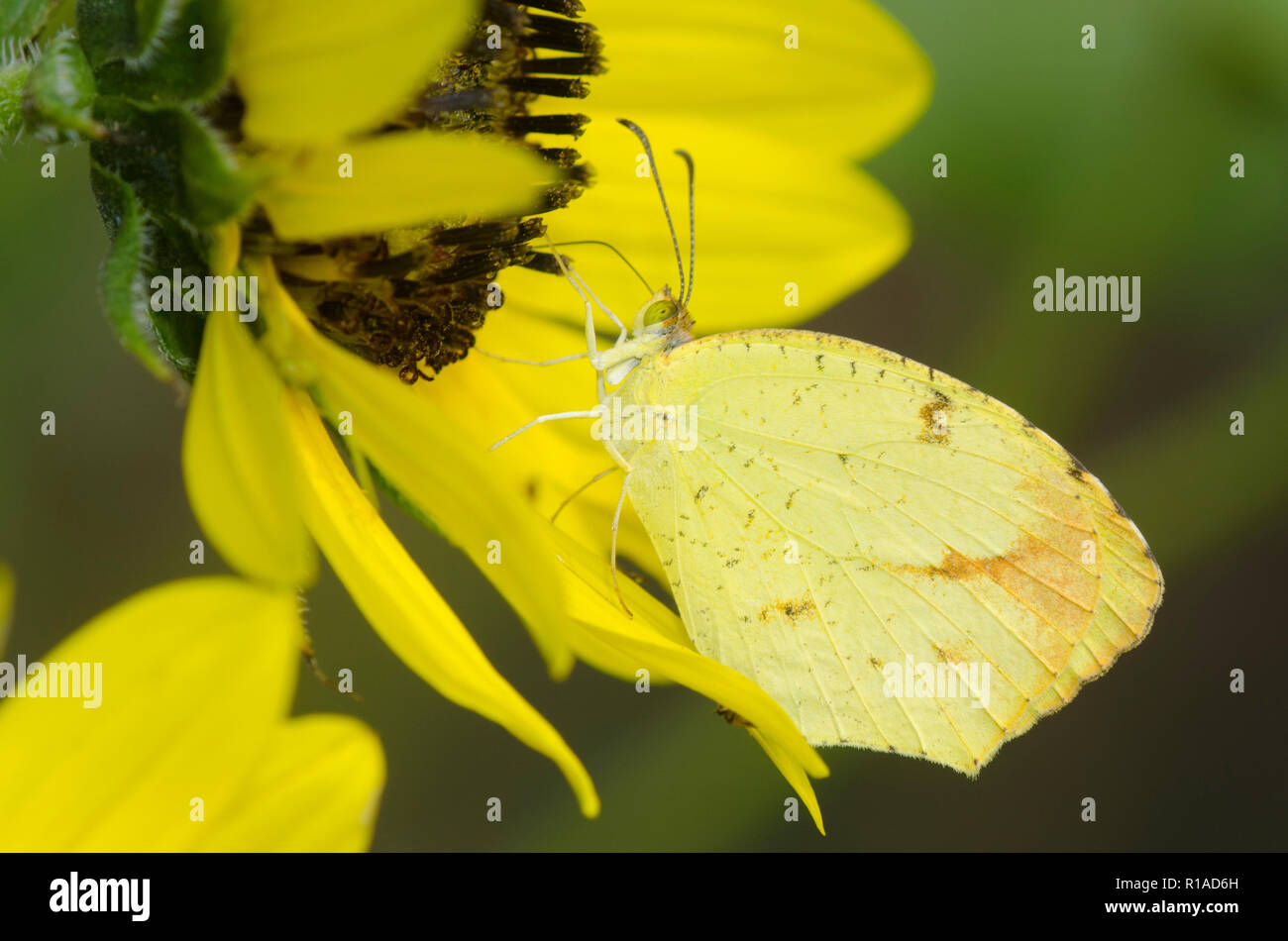 Boisduval's Yellow, Abaeis boisduvaliana, on sunflower Helianthus sp. Stock Photo