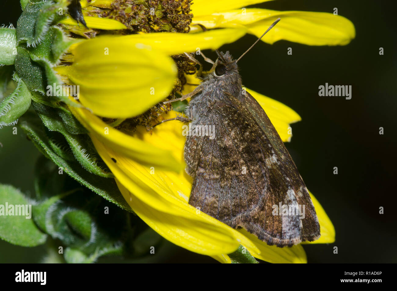 Mimosa Skipper, Cogia calchas, female on sunflower Helianthus sp. Stock Photo