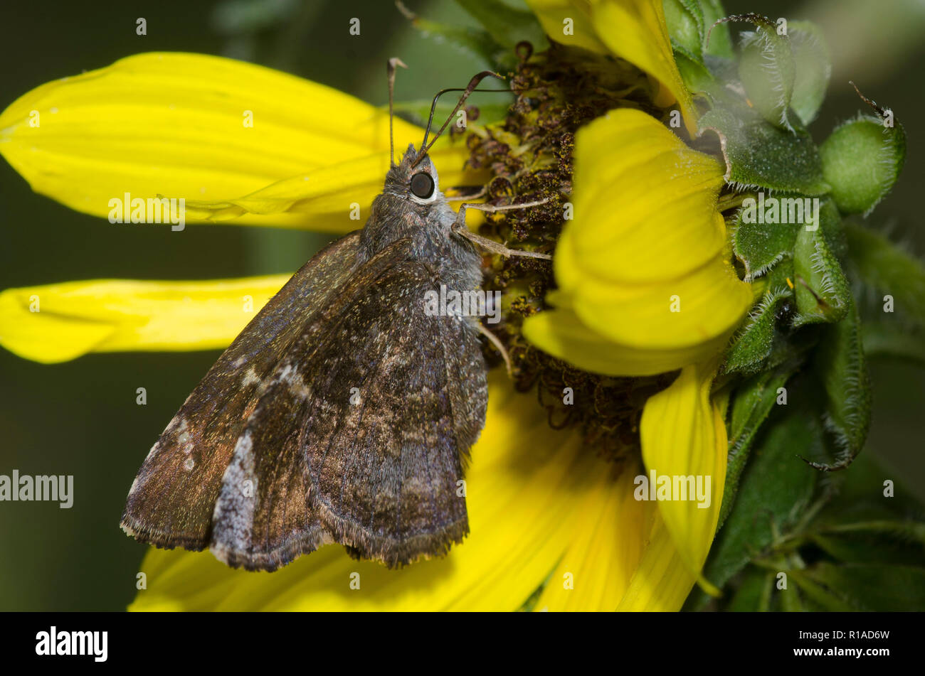 Mimosa Skipper, Cogia calchas, female on sunflower Helianthus sp. Stock Photo