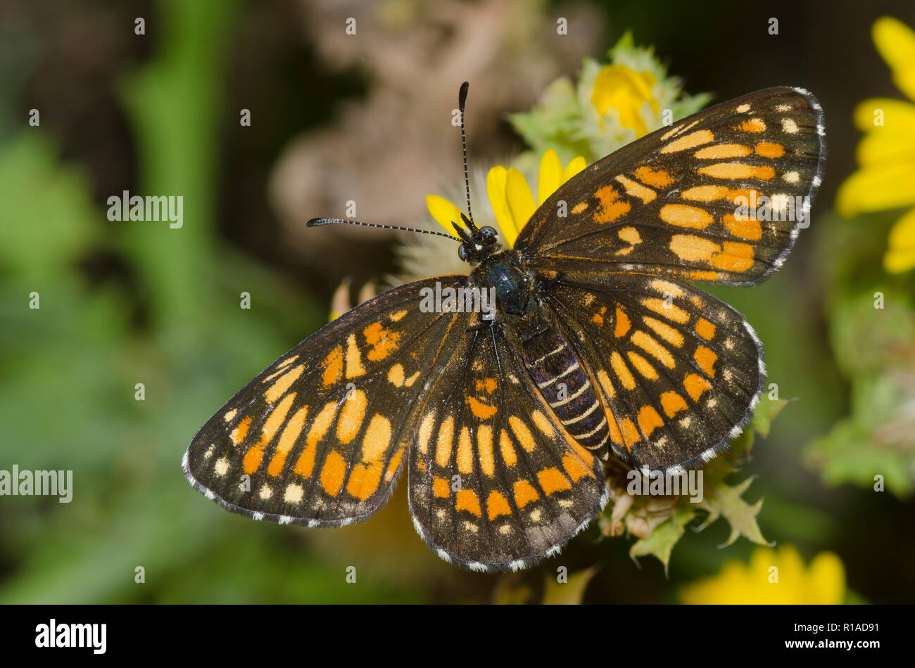 Theona Checkerspot, Chlosyne theona, female on Camphor Daisy, Rayjacksonia phyllocephala Stock Photo