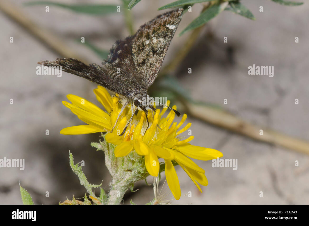 Saltbush Sootywing, Hesperopsis alpheus, female on Camphor Daisy, Rayjacksonia phyllocephala Stock Photo
