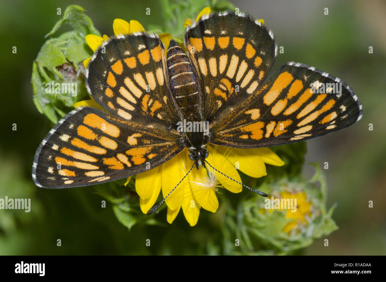 Theona Checkerspot, Chlosyne theona, female on Camphor Daisy, Rayjacksonia phyllocephala Stock Photo