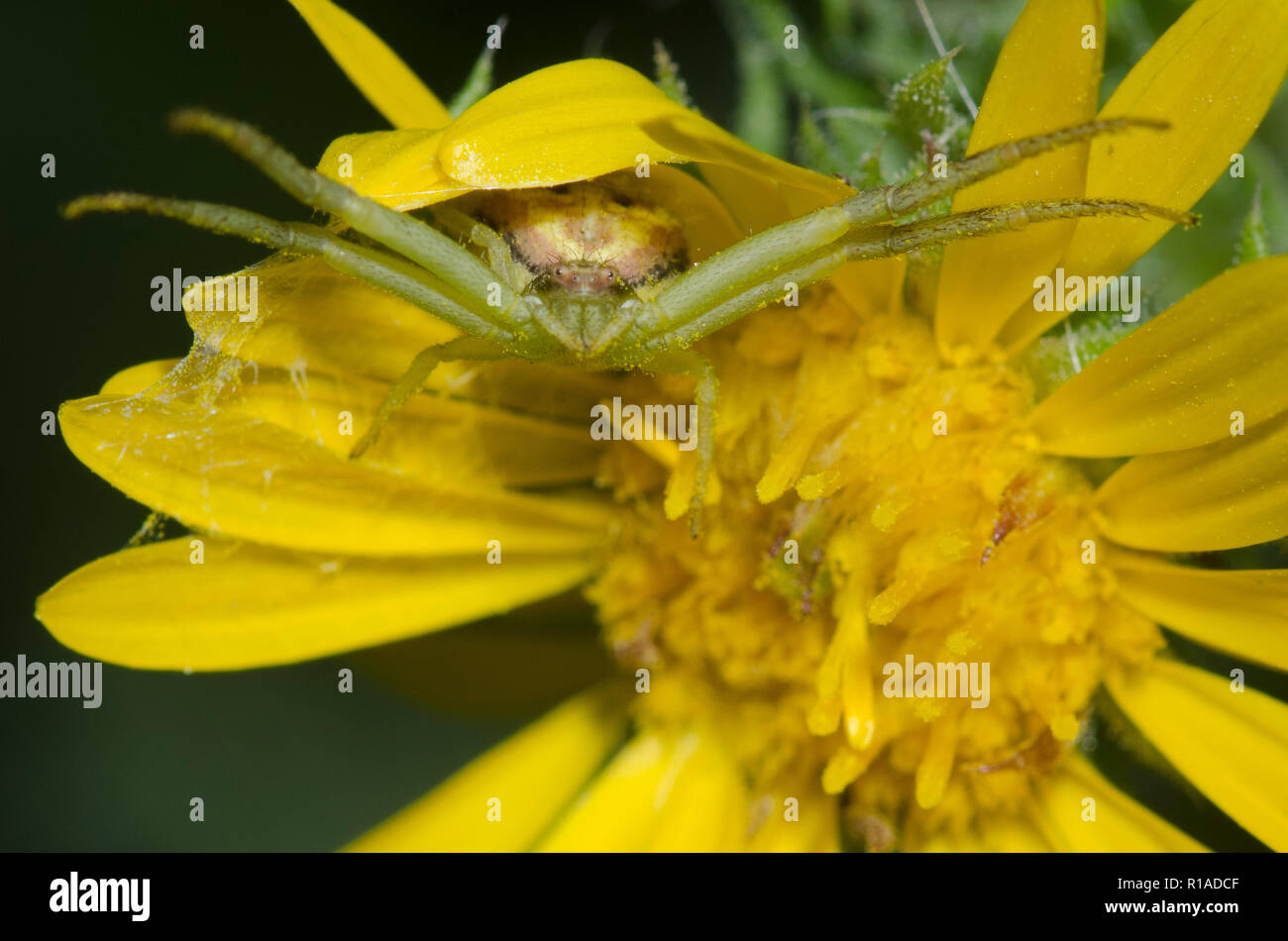 Crab Spider, Family Thomisidae, on Camphor Daisy, Rayjacksonia