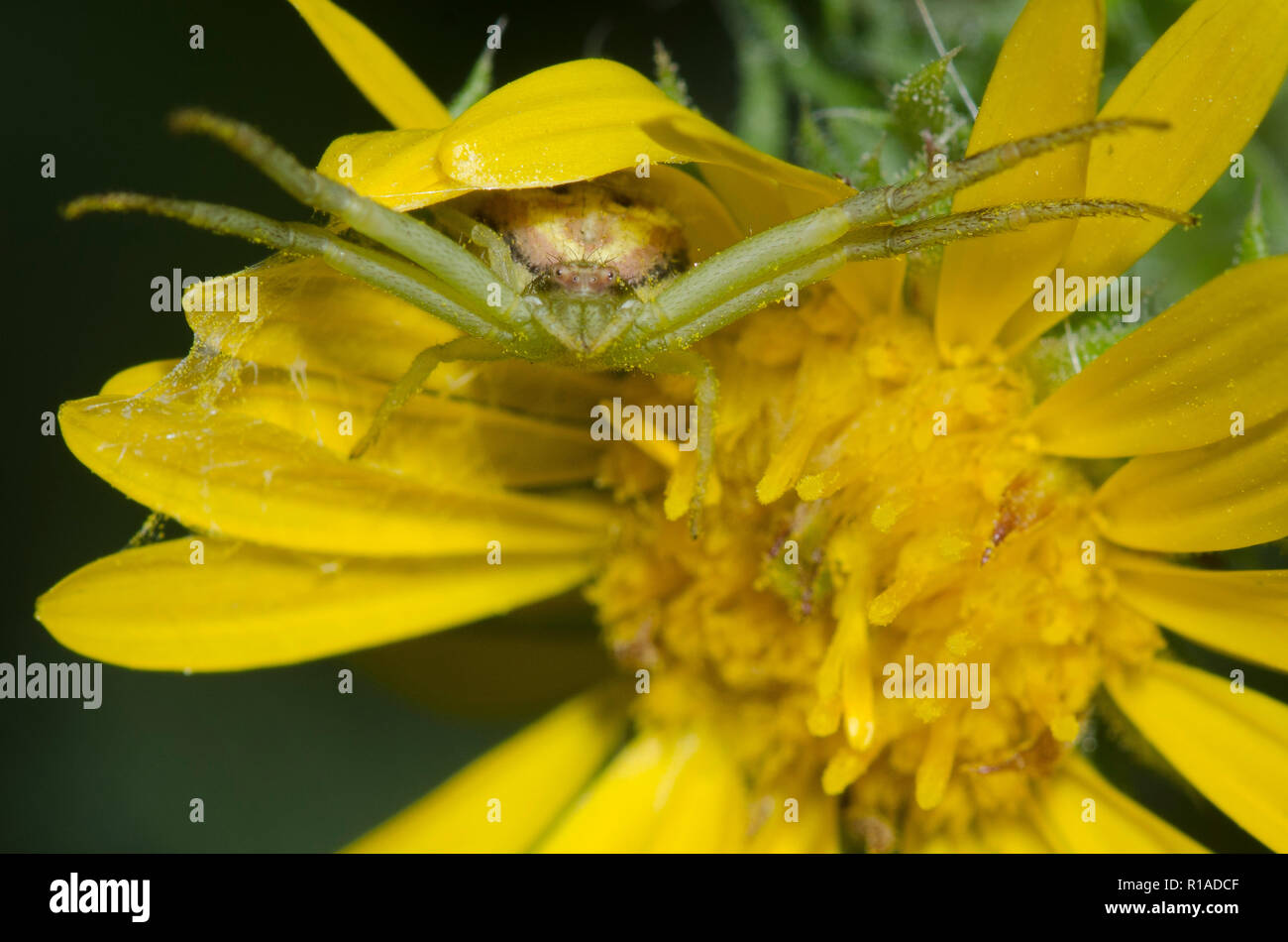 Crab Spider, Family Thomisidae, on Camphor Daisy, Rayjacksonia phyllocephala Stock Photo
