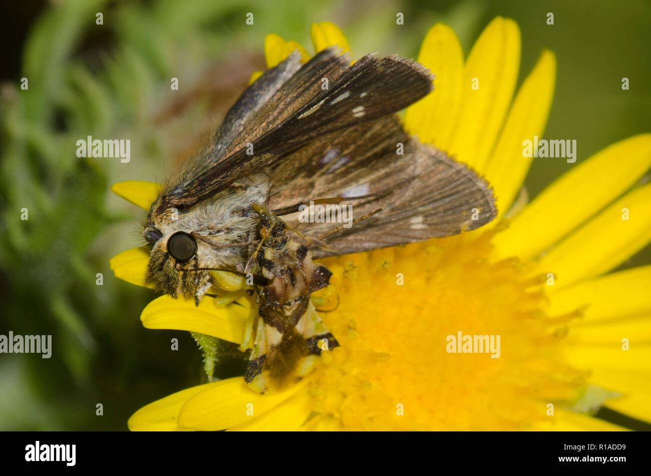 Jagged Ambush Bug, Phymata sp., with Obscure Skipper, Panoquina panoquinoides, female on Camphor Daisy, Rayjacksonia phyllocephala Stock Photo