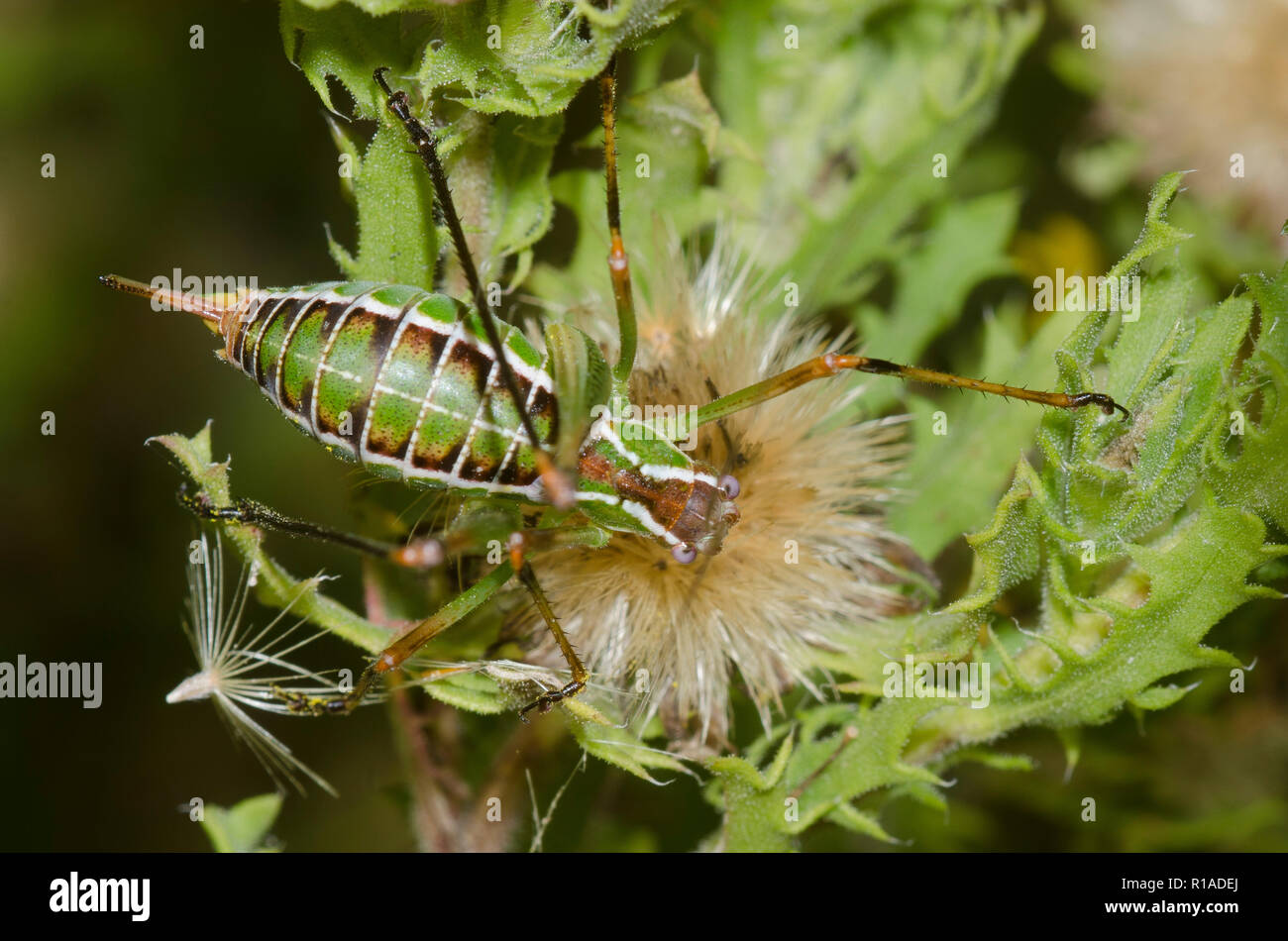 Chestnut Short-wing Katydid, Dichopetala castanea, female on Camphor Daisy, Rayjacksonia phyllocephala Stock Photo