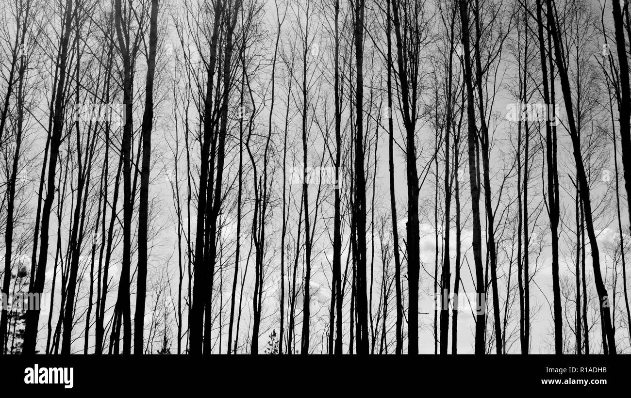 Forest with high trees black and white background Stock Photo - Alamy