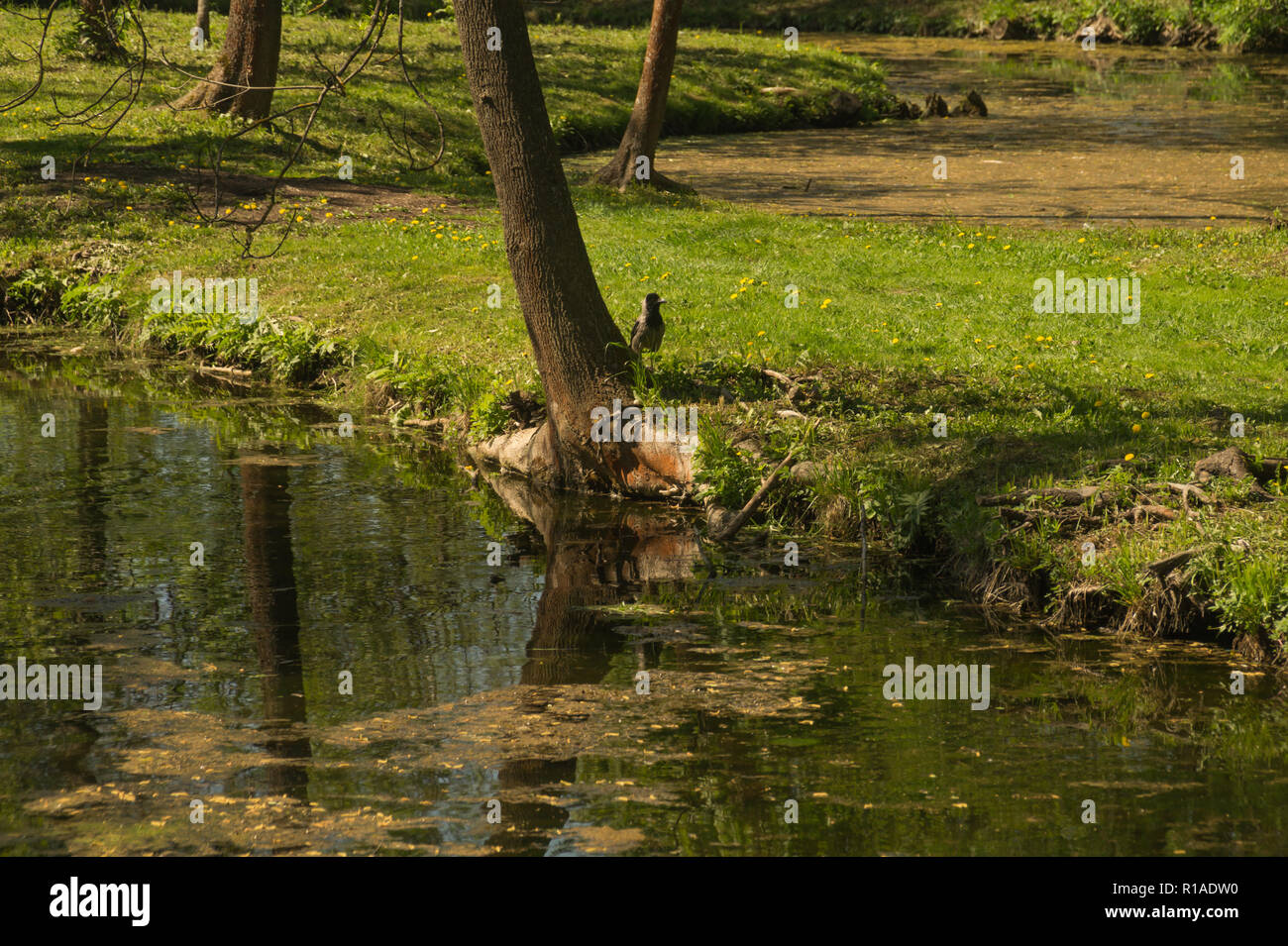Wild pond in the forest Stock Photo - Alamy