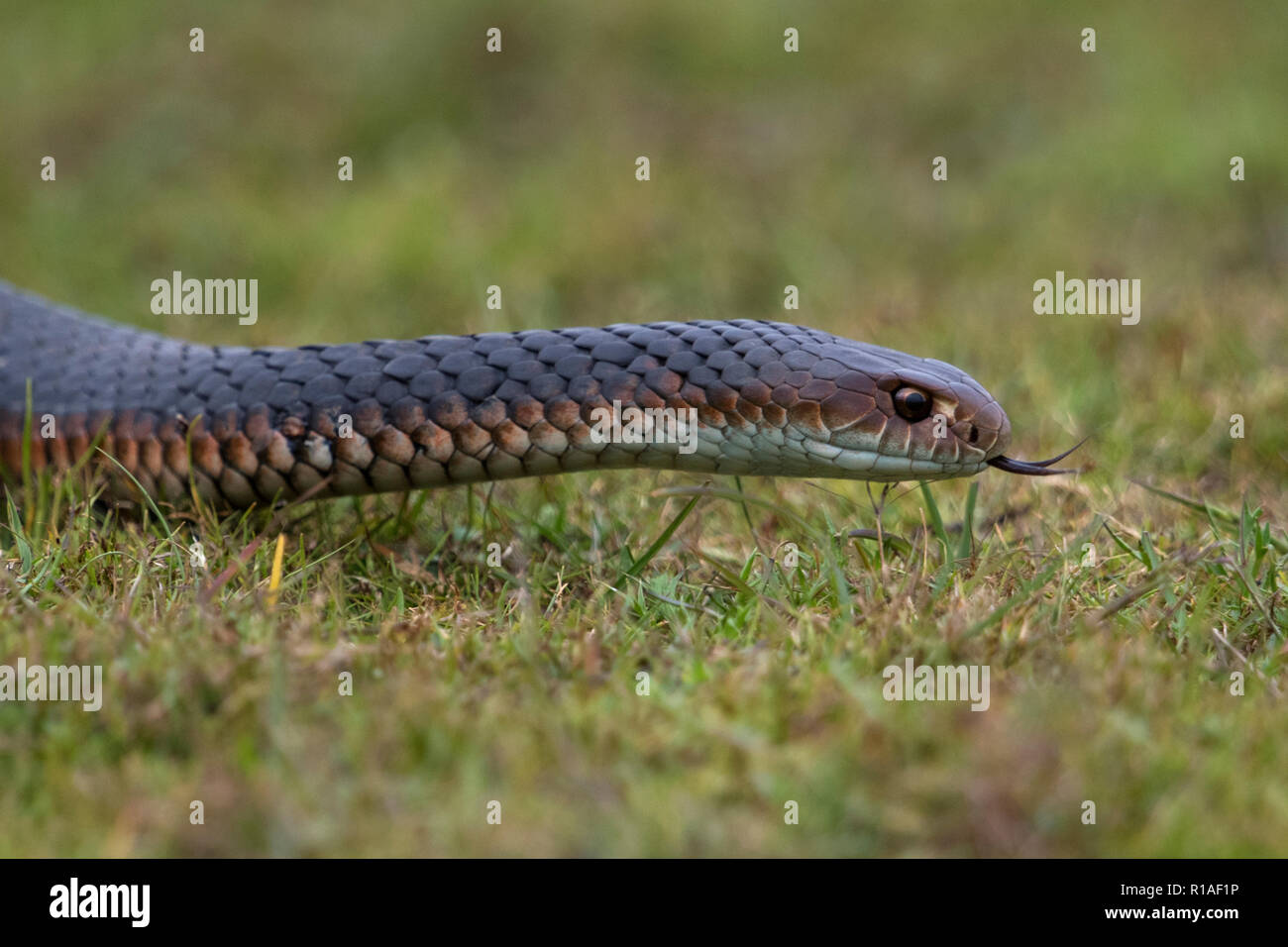 portrait nd quarter body image of lowland copperhead snake narawntapu national park tasmania