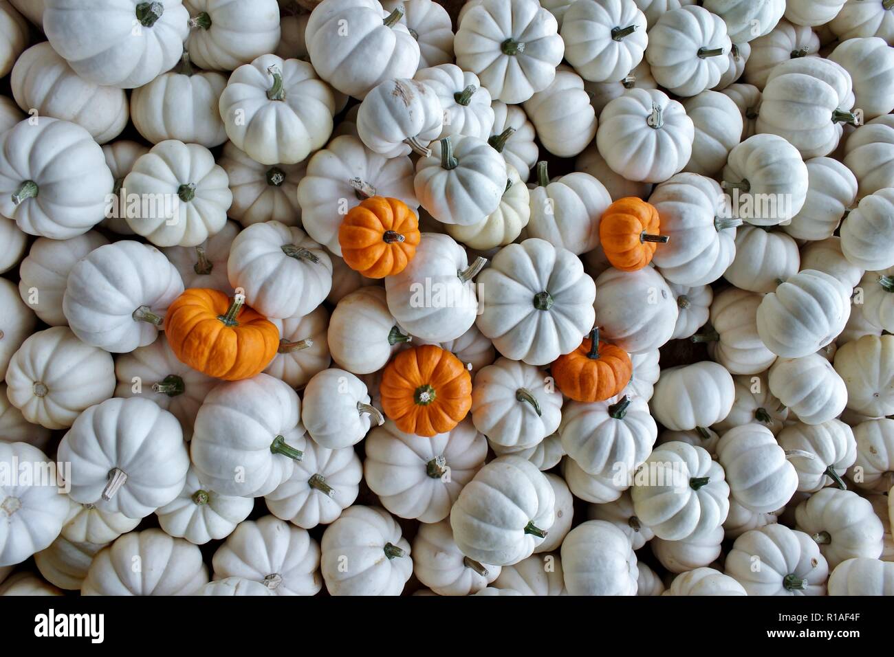 Collection of Small White Pumpkins with Small Orange Pumpkins Scattered Around. Stock Photo