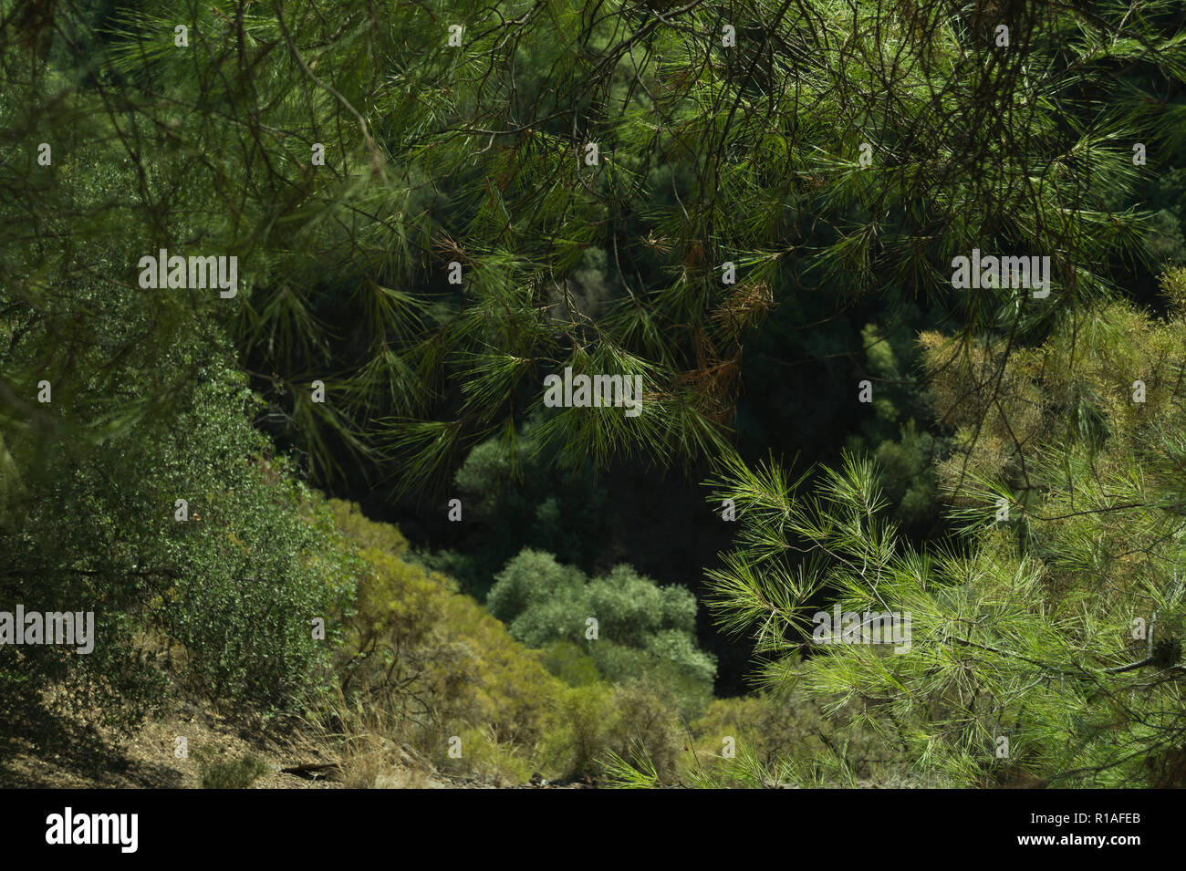 green tree mountain forest background Stock Photo - Alamy