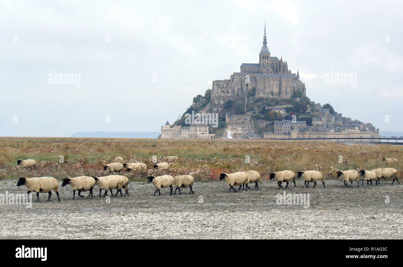 Beautiful scenic view of famous historic Le Mont Saint-Michel tidal island with sheep grazing on fields in the morning, an UNESCO world heritage site, Stock Photo