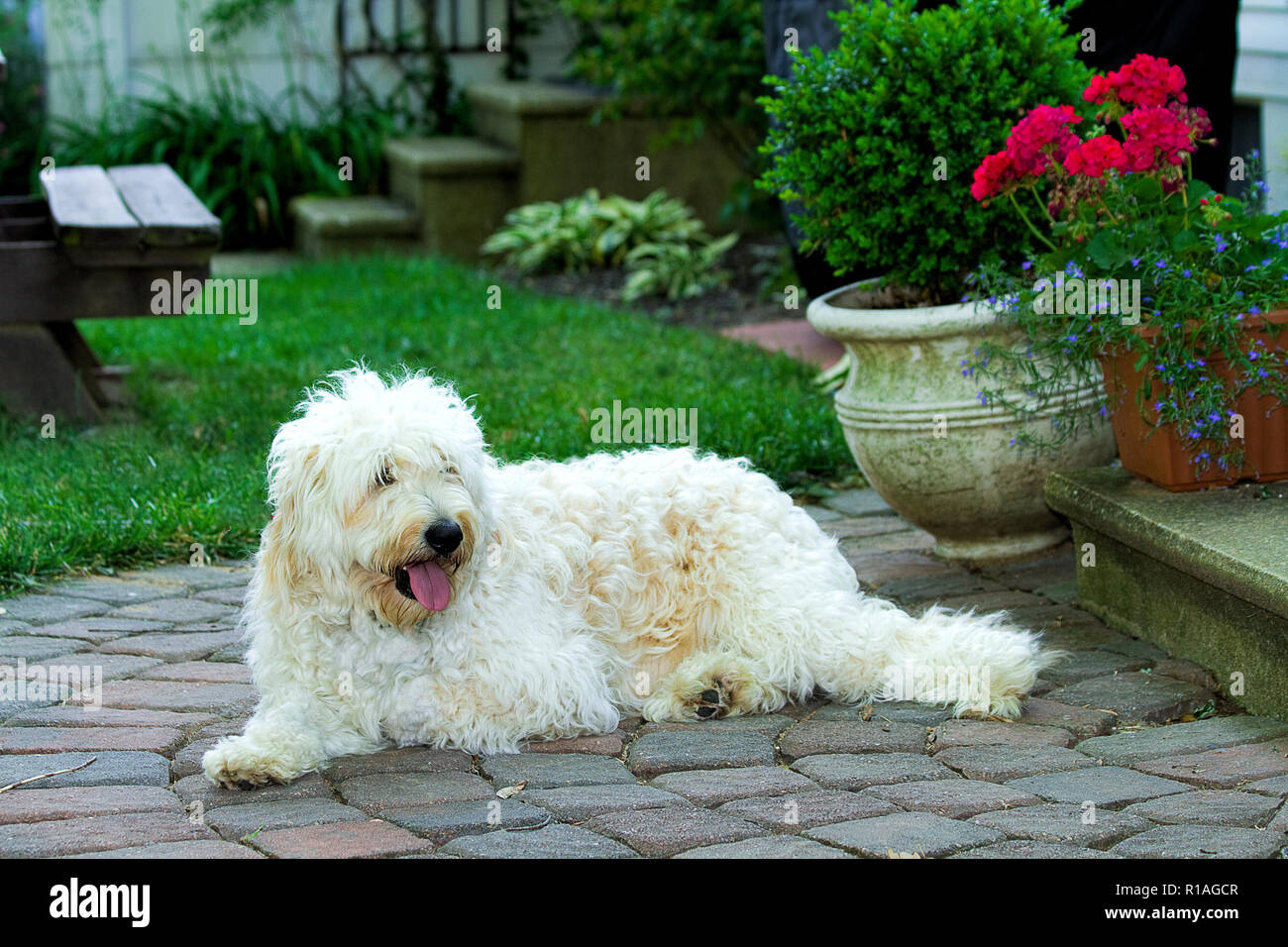 Shaggy golden doodle 2025
