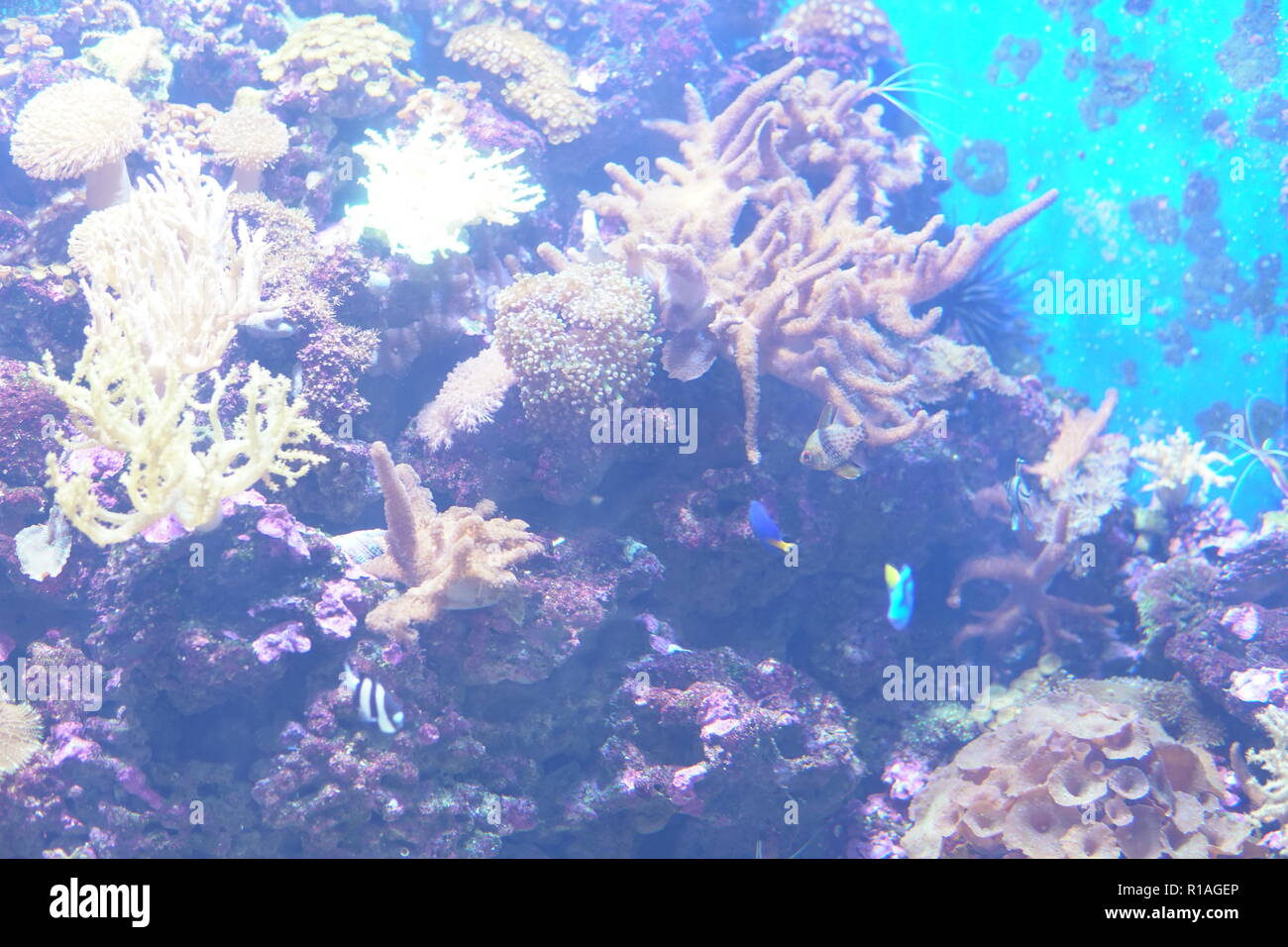fish in the river and sea water aquarium fishing Stock Photo - Alamy