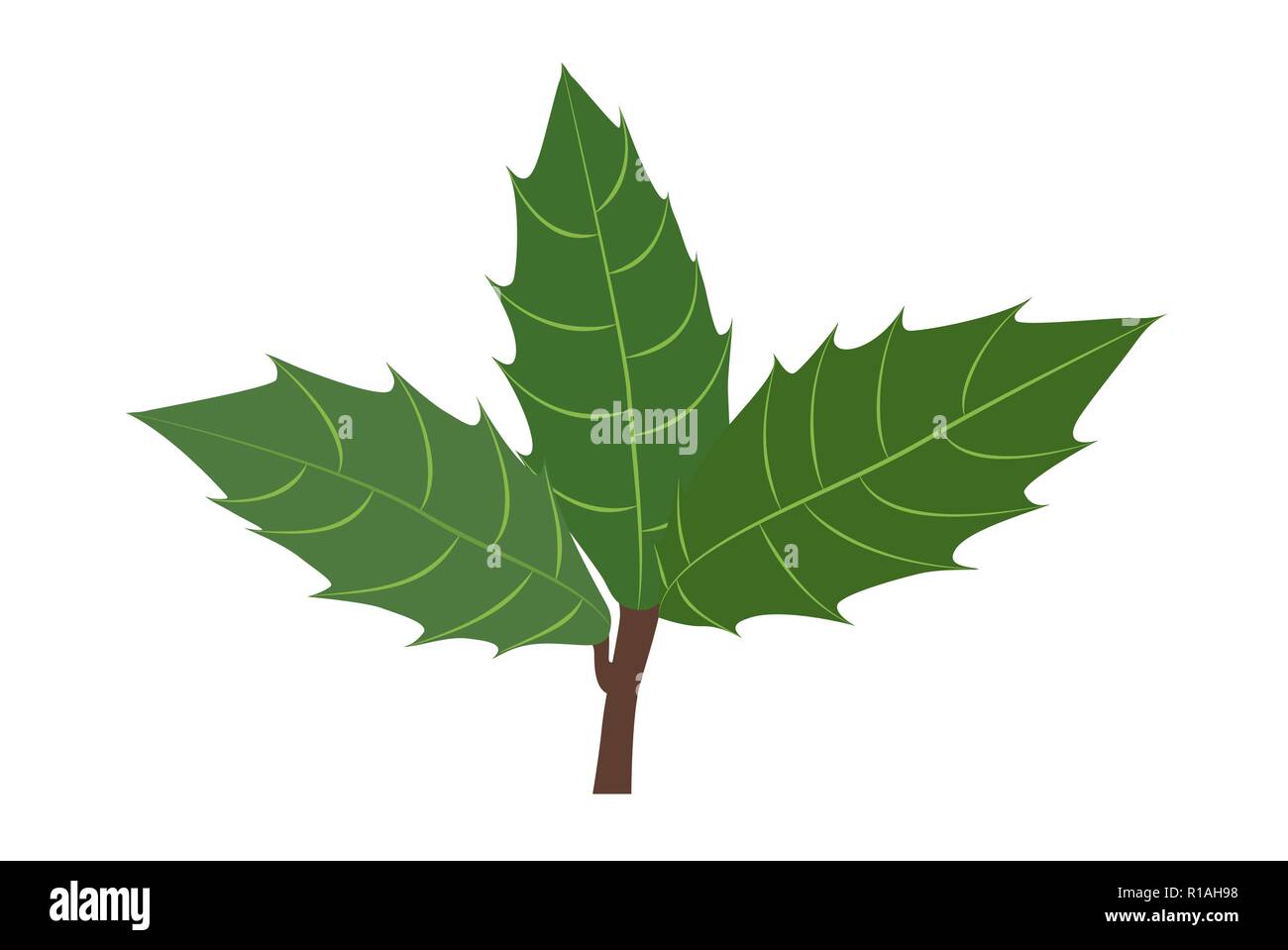 Holly branch with leaves Stock Vector