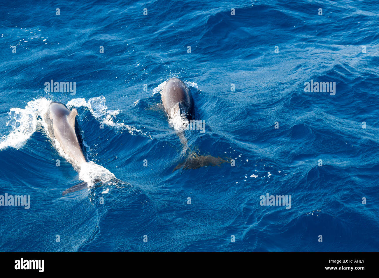 dolphins swimming in the ocean
