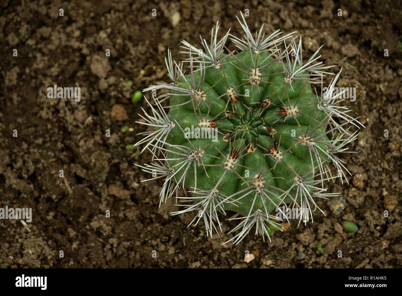gymnocalycium quehlianum vaupel in hosseuss var. rolfianum schick, cactus top view, long gray spines, dark green plant color, Stock Photo