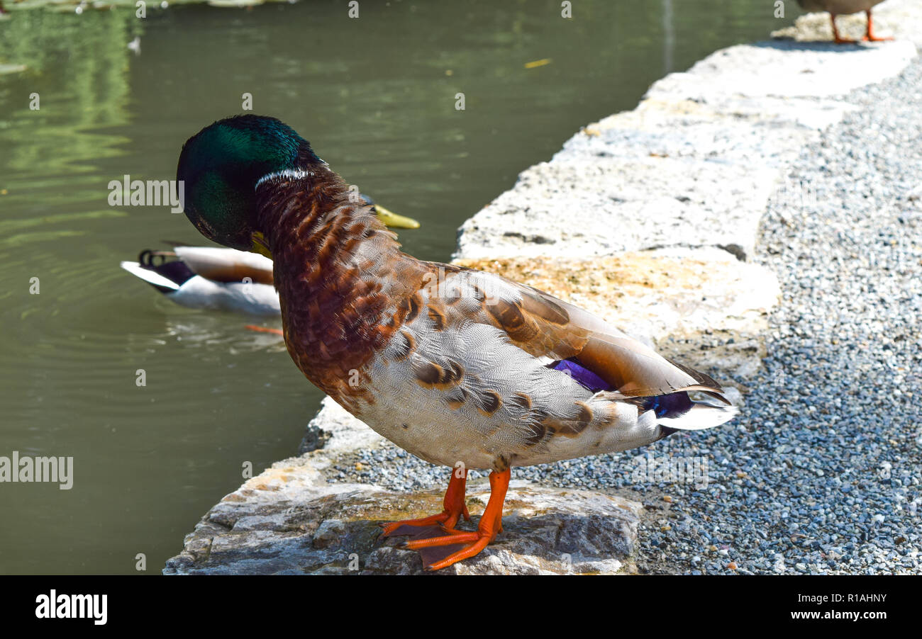 Dressing bird duck birds hi res stock photography and images Alamy