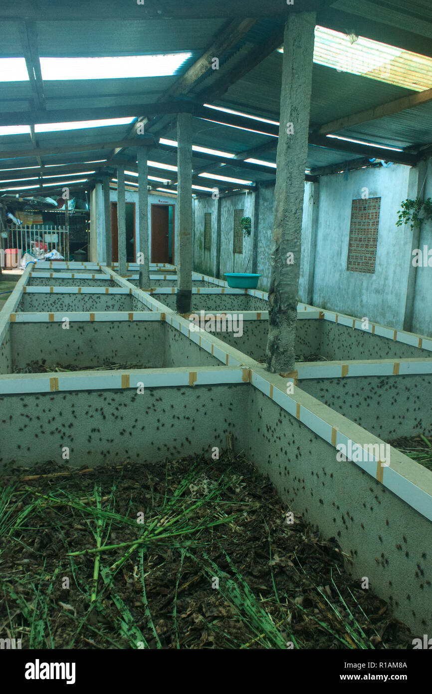 many crickets in a insect farm in vietnam Stock Photo