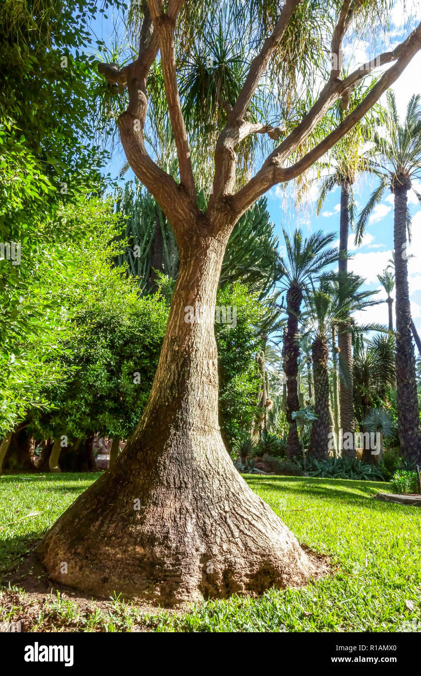 Spain, Elche, Botanical Garden, Huerto del Cura, Giant Yucca elephantipes, Palm tree UNESCO World heritage site, famous touristic place, Alicante provi Stock Photo