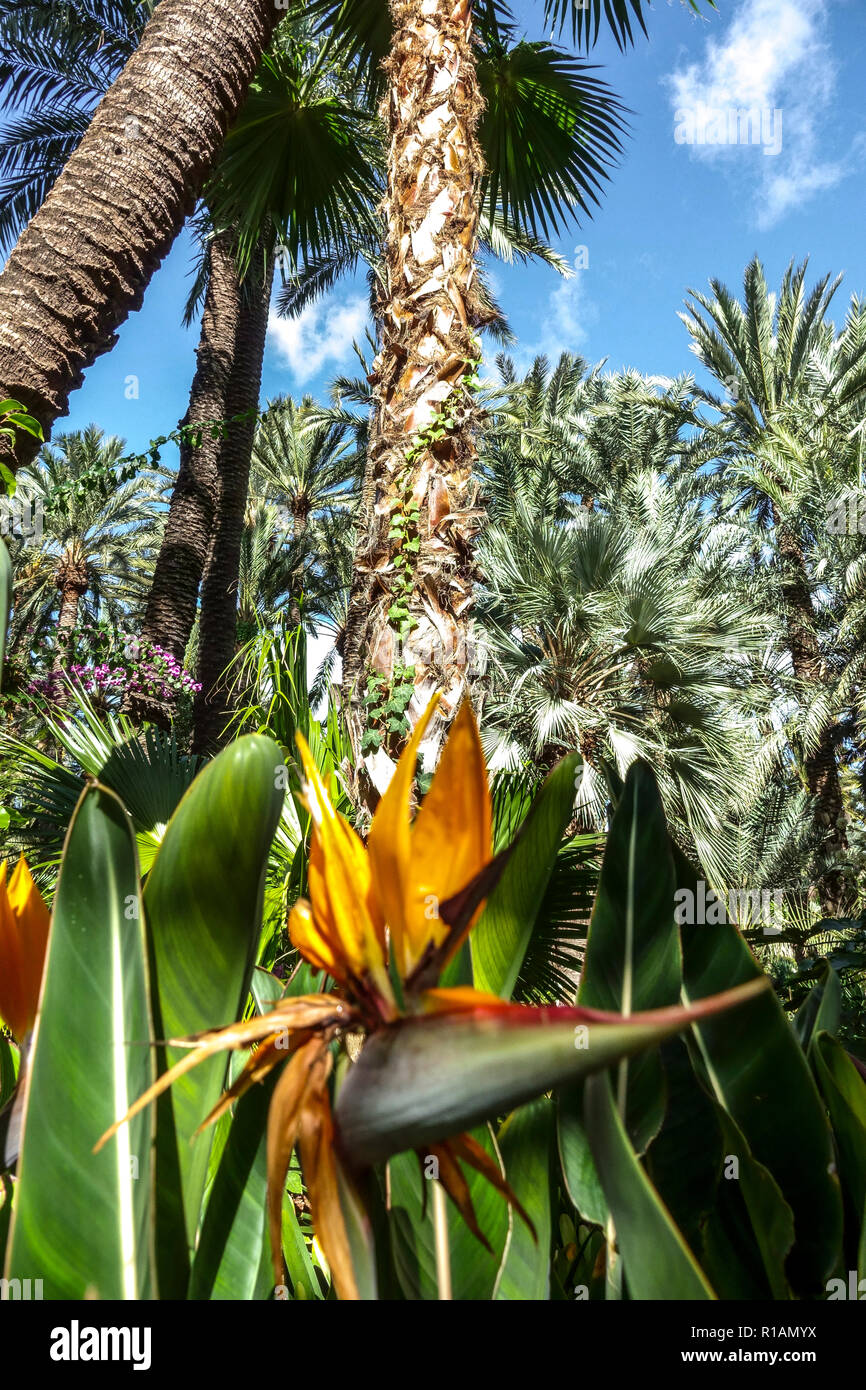 Spain, Elche, Botanical Garden, Huerto del Cura, Palm tree UNESCO World heritage site, famous touristic place, Alicante province, Valencia region Stock Photo