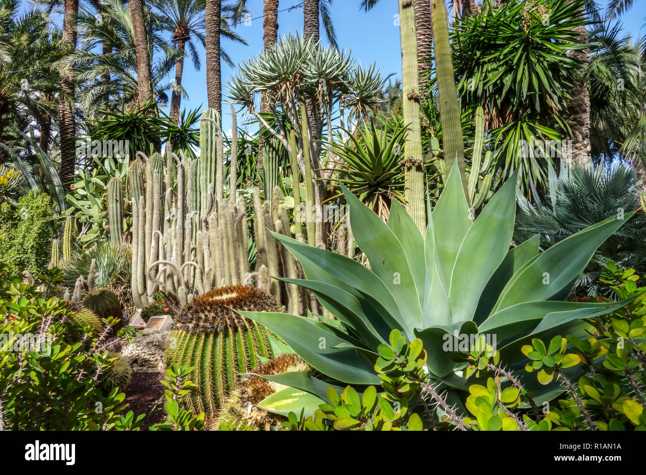 Spain, Elche, Botanical Garden, Huerto del Cura, Palm Tree Alicante province, Valencia region Stock Photo