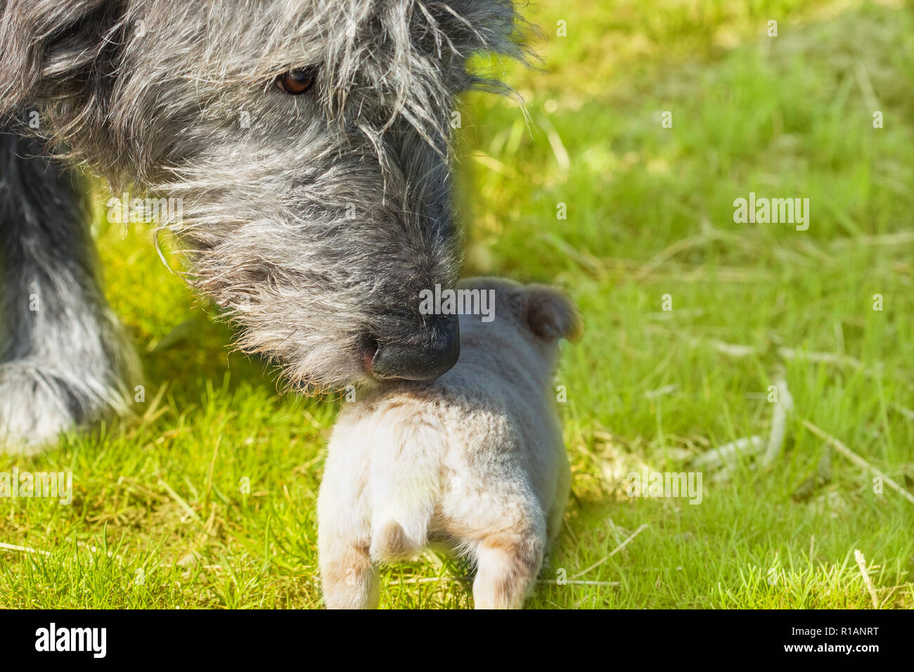 The nose of a big dog that sniffs a little puppy. Irish Wolfhound meets. Animals of different sizes. Outdoors selective focus image Stock Photo