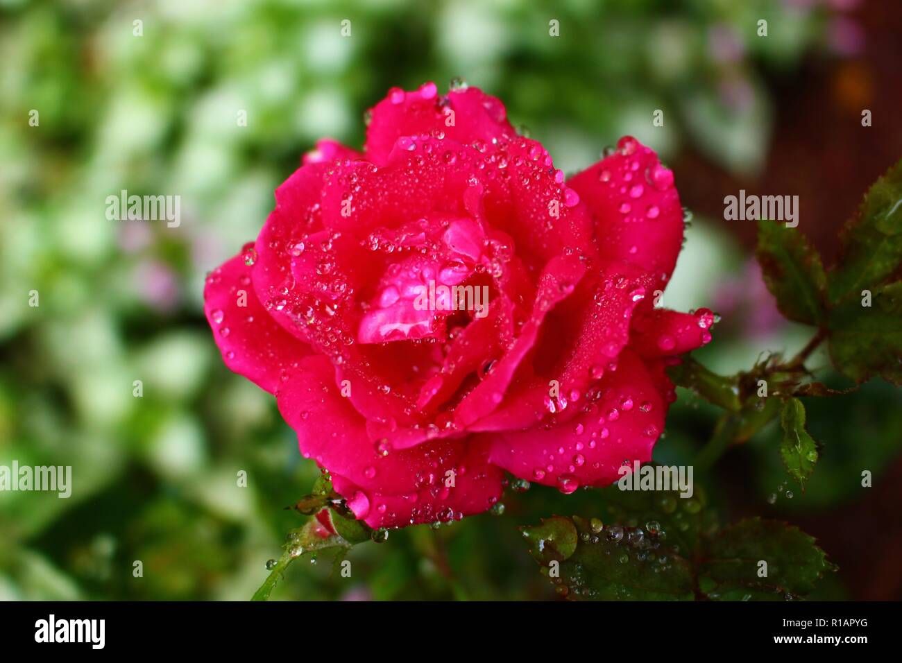 Red rose in the shade after a rain with water droplets on the petals and leaves Stock Photo