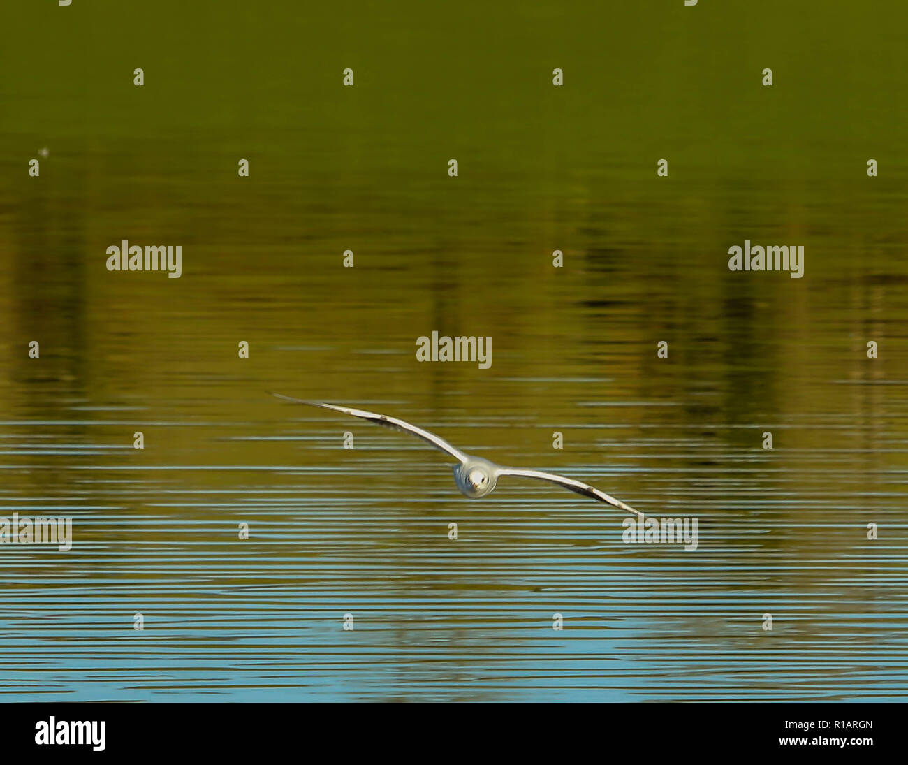 Dundrum River High Resolution Stock Photography and Images - Alamy