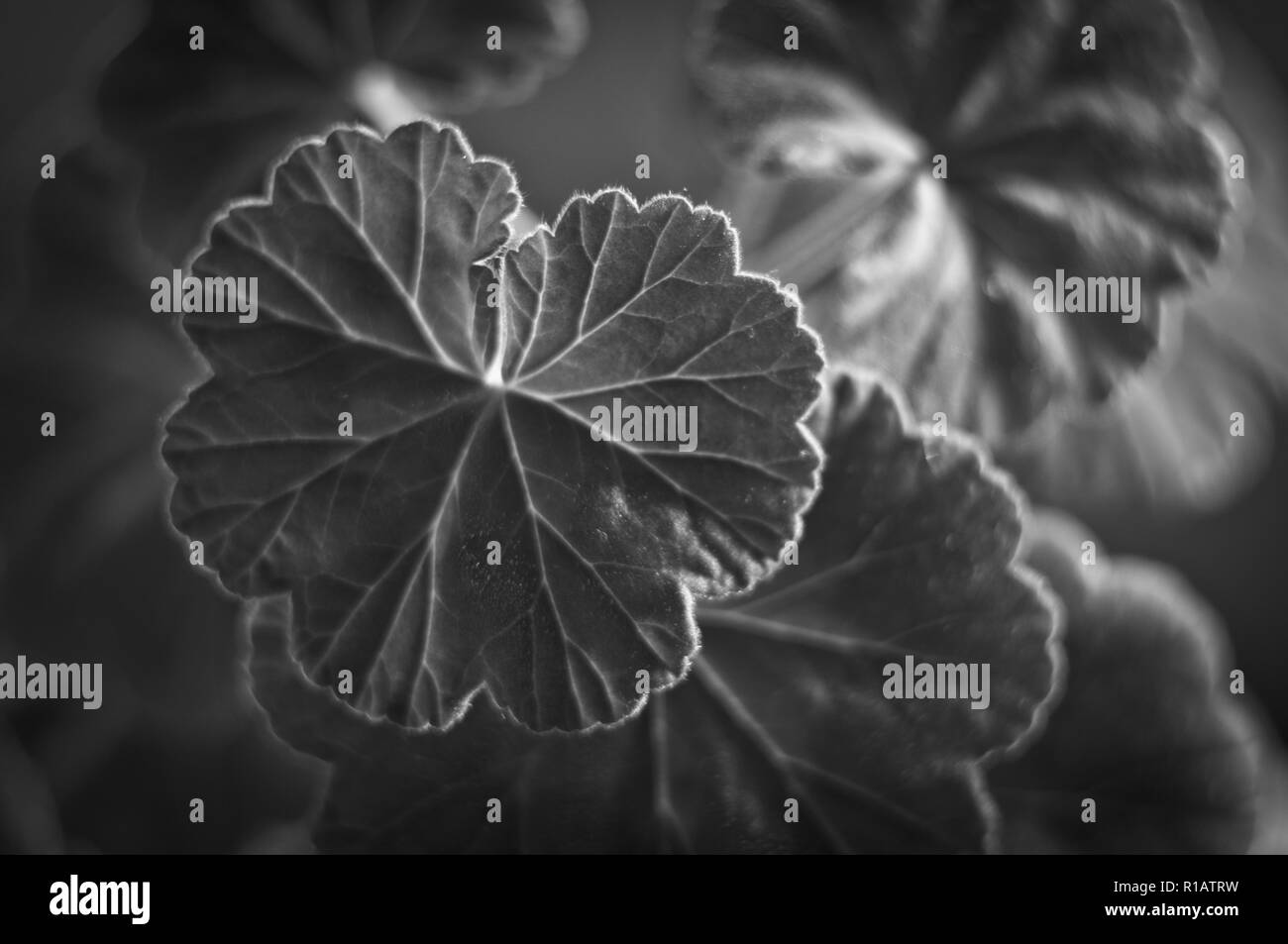 Lovely green Pelargonium Geranium leaves, close up, soft focus Stock Photo