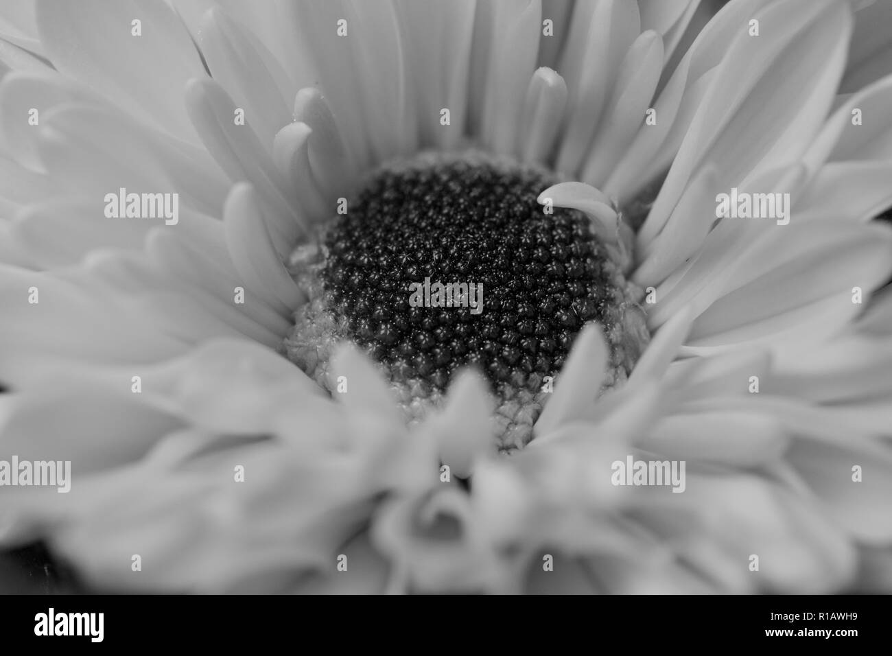 Macro view of a single muted white chrysanthemum flower head with a dark center eye disk Stock Photo