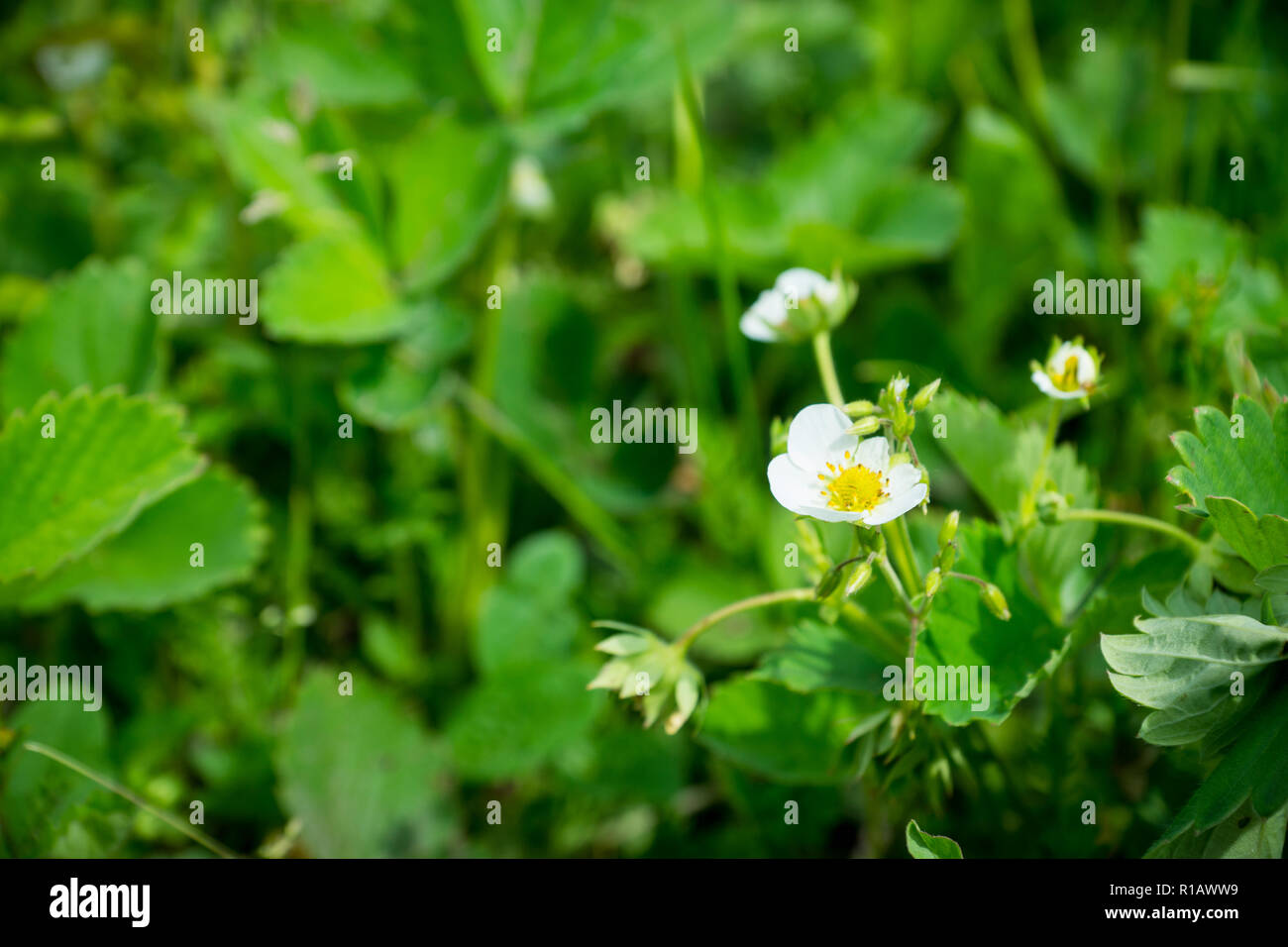 Blooming strawberry plant in the garden. Selective focus Stock Photo ...