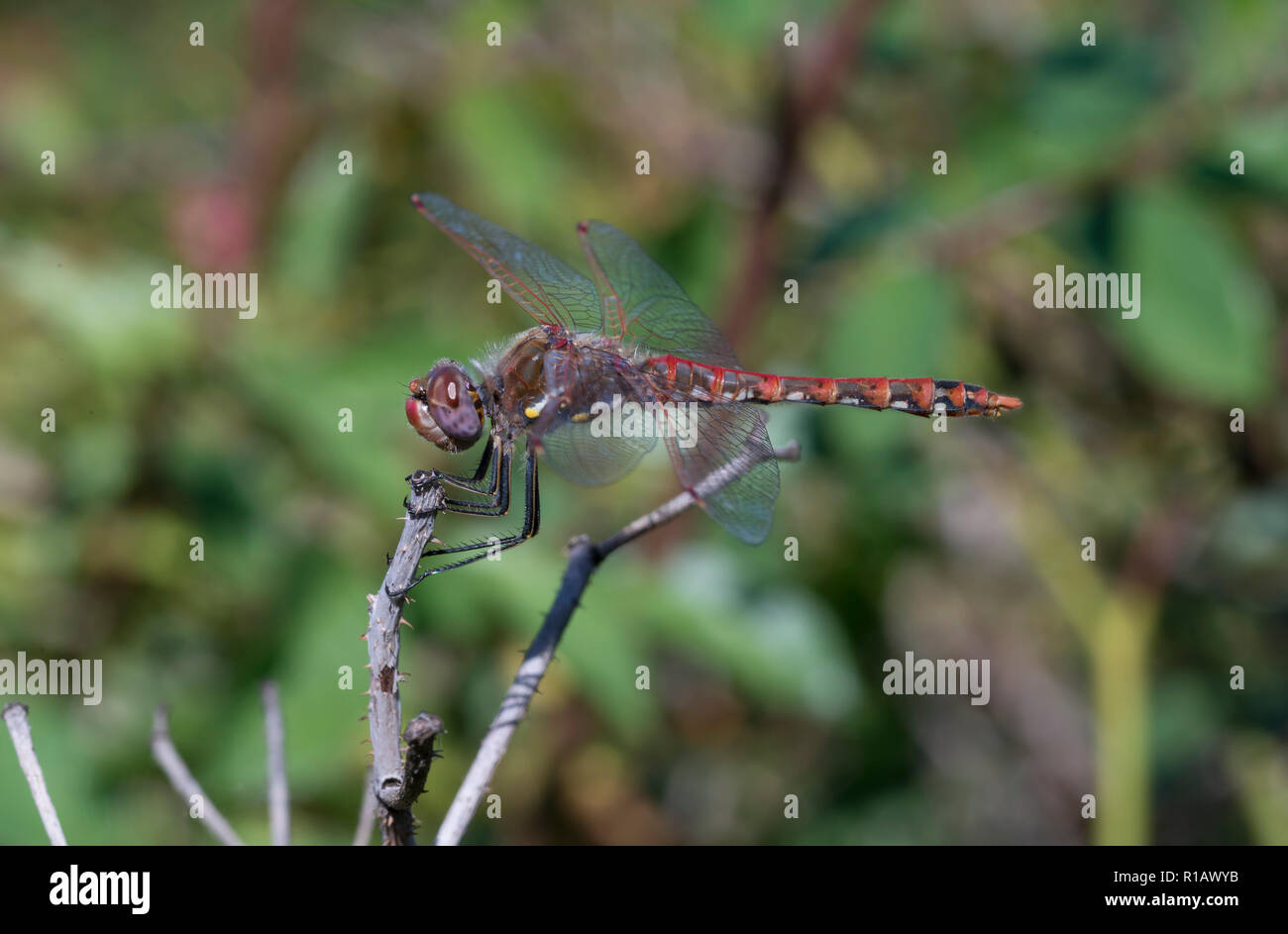 Dragonfly, Odonata, predator and prey near ponds and streams. They spend years as larvae