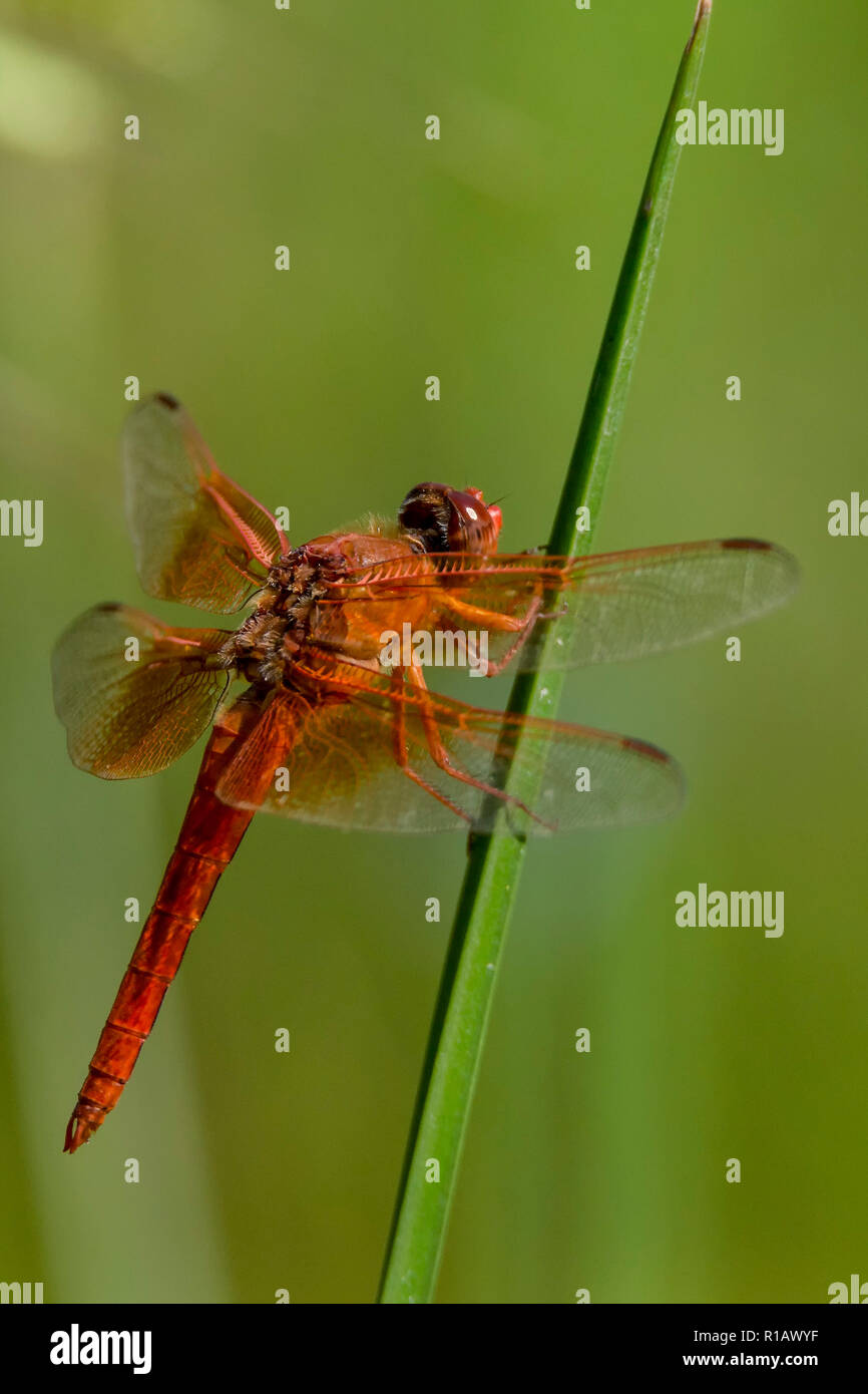 Dragonfly, Odonata, predator and prey near ponds and streams. They spend years as larvae underwater, but only a few months as the adult we see flying. Stock Photo
