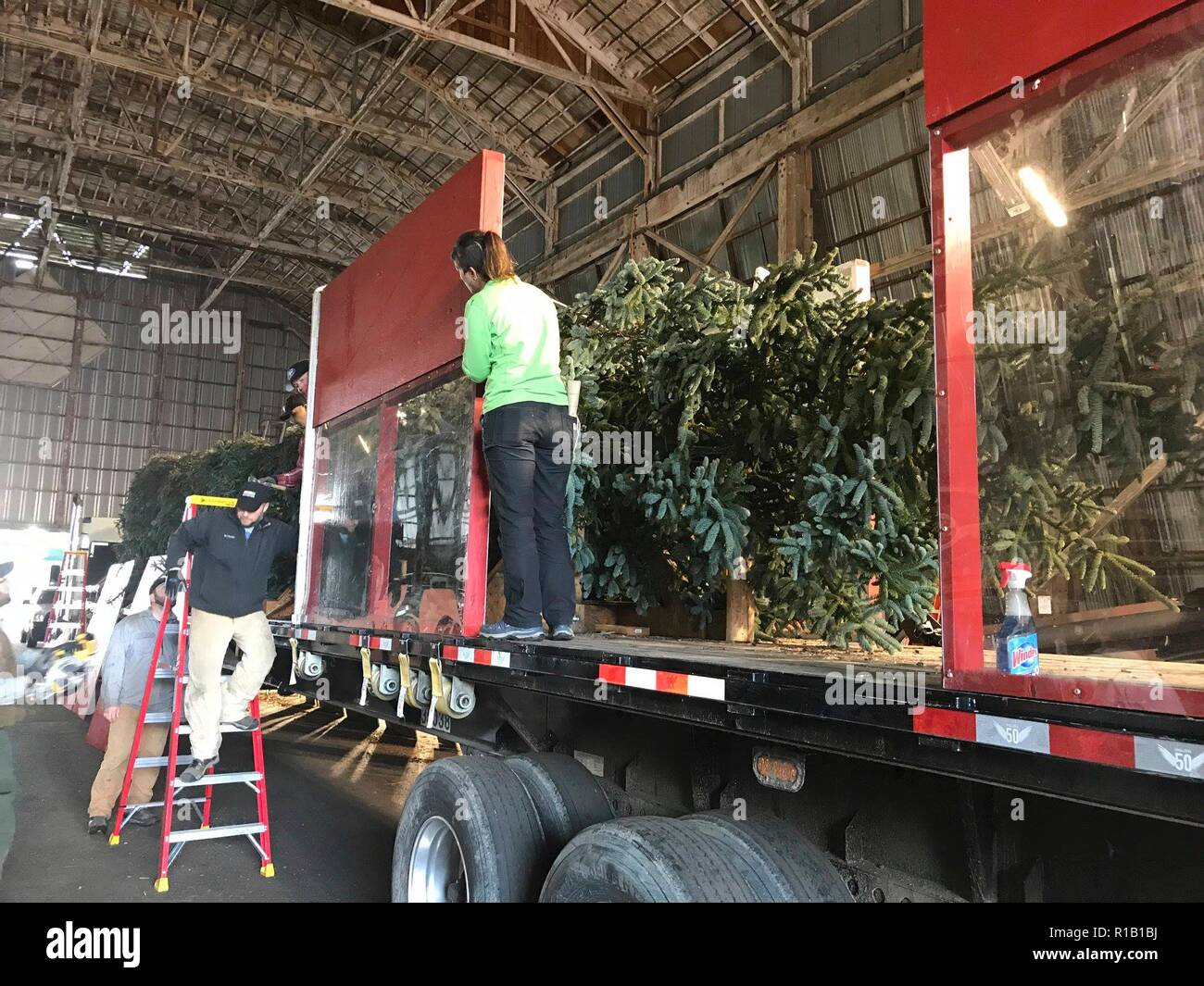 Workers begin packing the freshly cut noble fir selected as the 2018 National Christmas tree as it is enclosed in a crate on a flatbed truck for the long journey to Washington, DC November 4, 2018 in Sweet Home, Oregon. The tree was cut from the Willamette National Forest, measures 72 feet long, and weighs more than seven tons and will decorate the West Lawn of the U.S. Capitol after traveling 3,000-miles across the country. Stock Photo