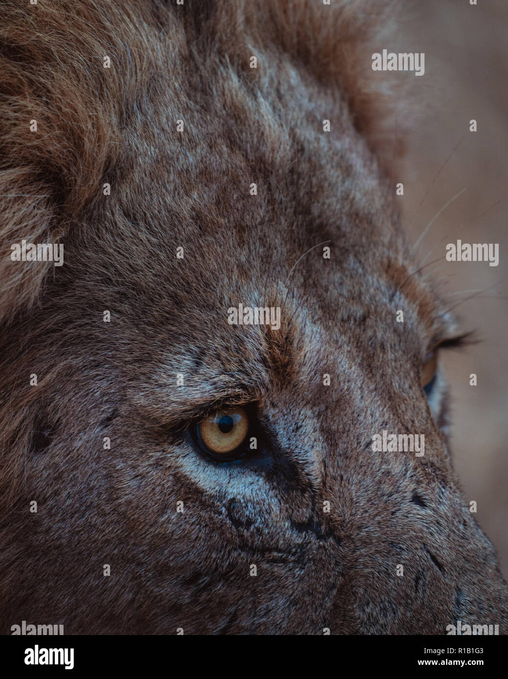 Moody Lion Hunting in the dry bush, Kruger national park, south Africa Stock Photo