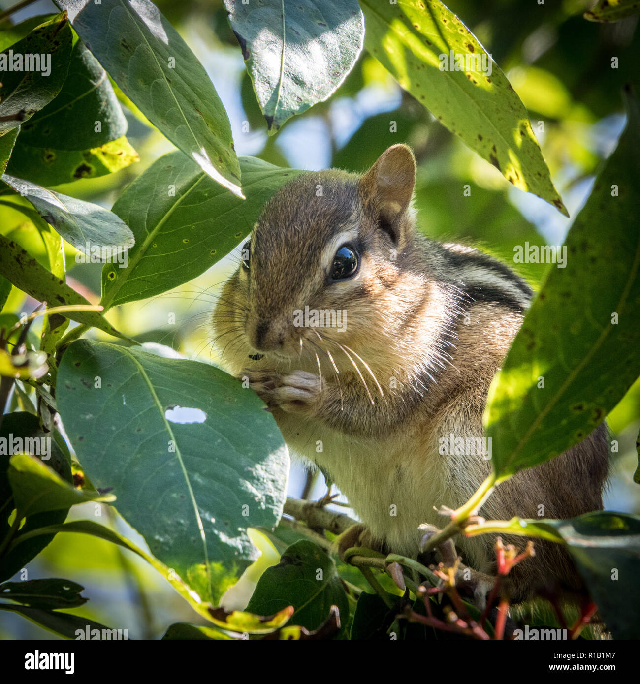 Eastern Chipmunk (Tamius striatus) in Tree Stock Photo