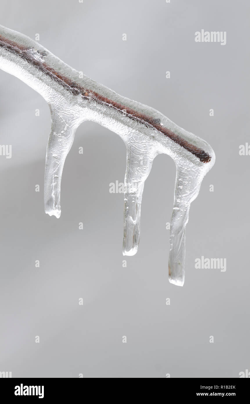 Icicles on branch Stock Photo