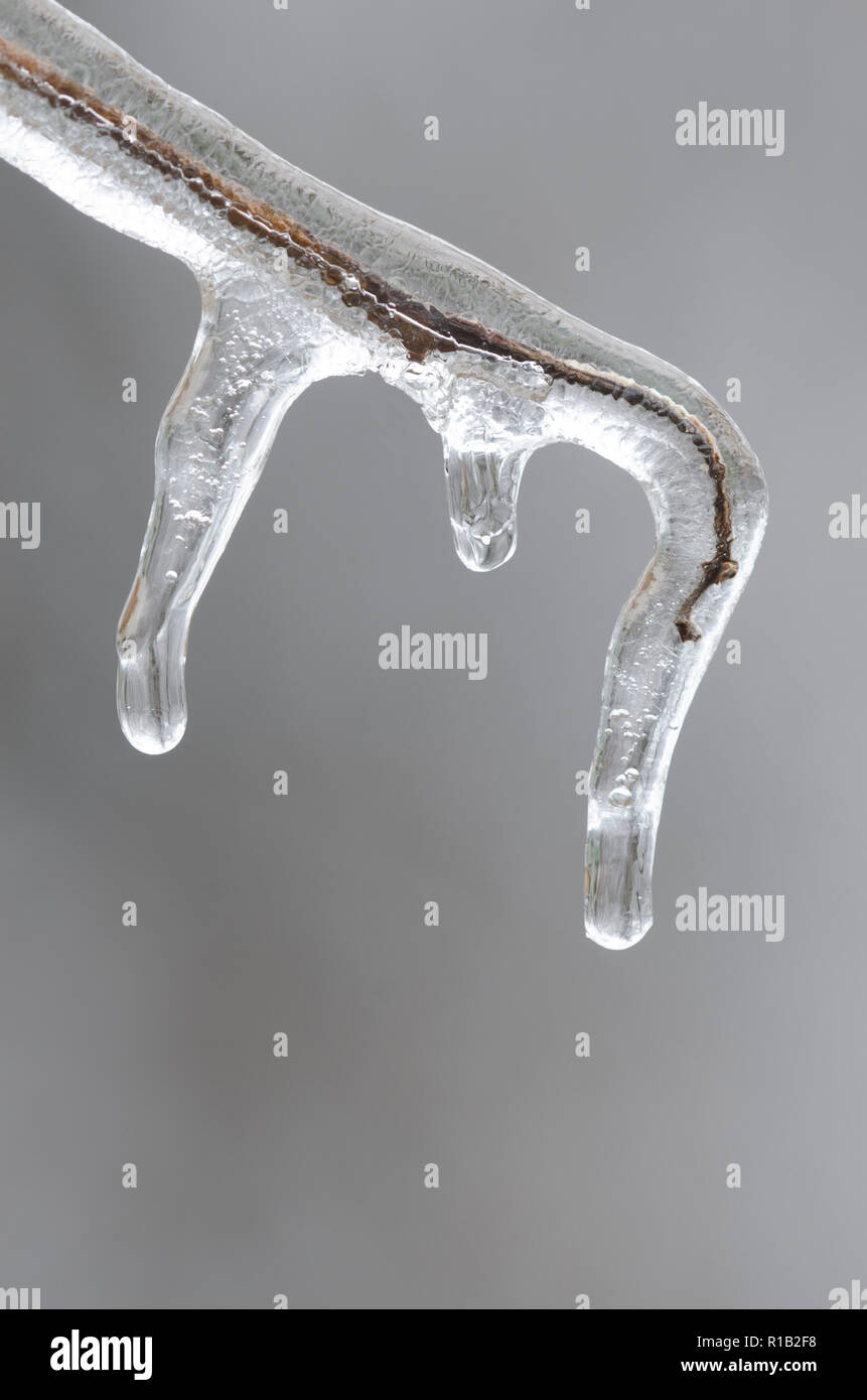 Icicles on branch Stock Photo