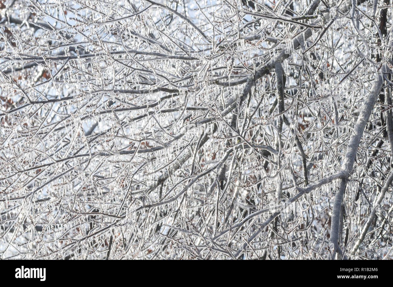 Ice covered limbs Stock Photo