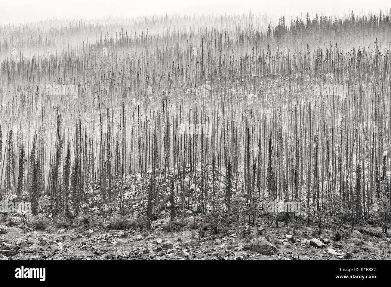 Excelsior wildfire, Jasper National Park, Alberta Canada Stock Photo