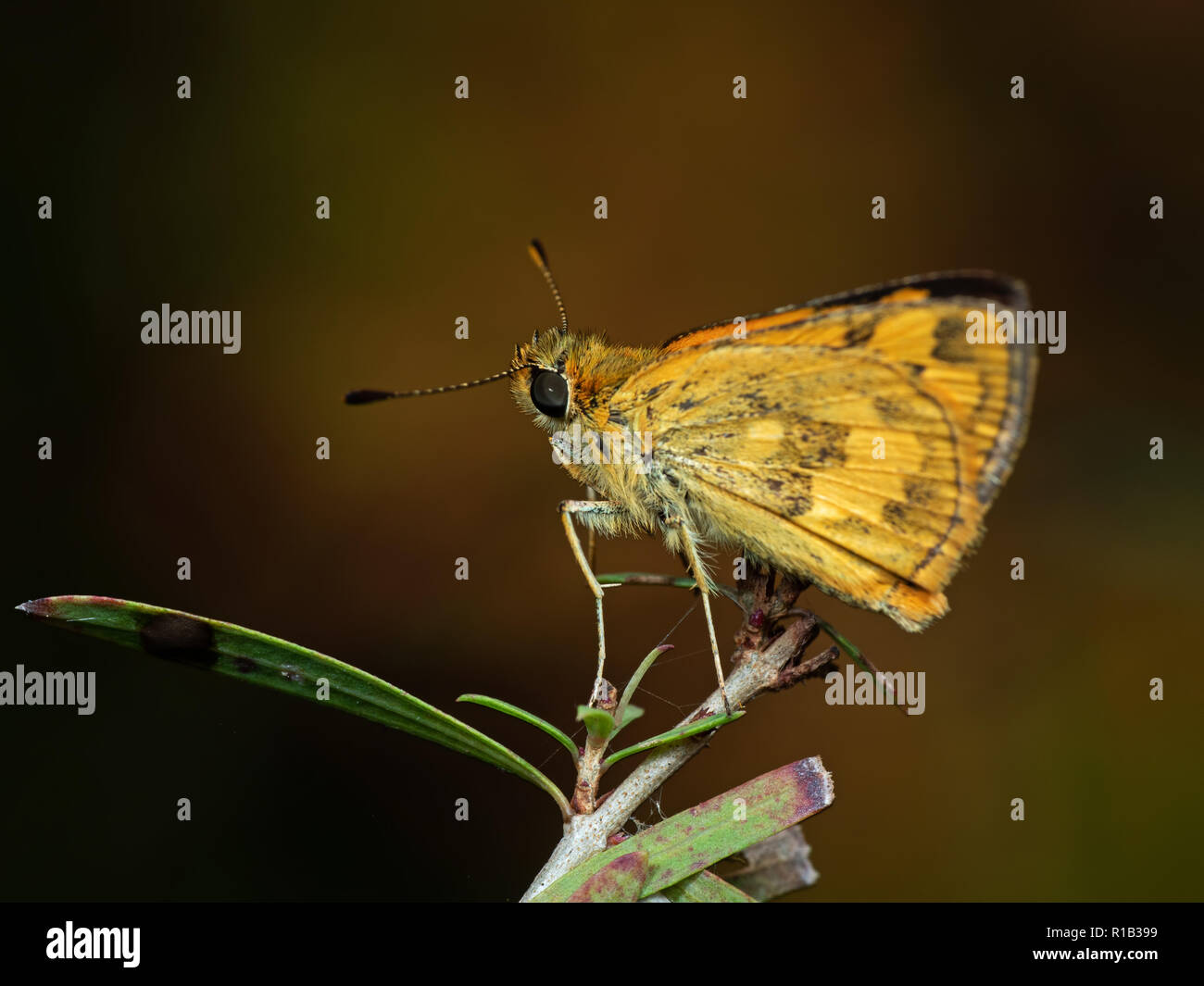 Macro Photography of Yellow Butterfly on Twig of Plant Stock Photo
