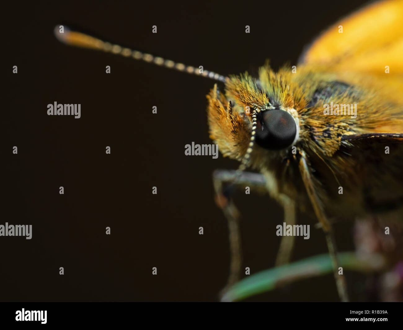 Macro Photography of Eye of Yellow Butterfly Isolated on Background Stock Photo