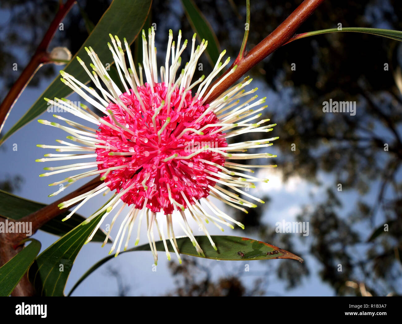 Sea urchin hakea (Hakea petiolaris) flowering in winter, Perth, Western Australia Stock Photo